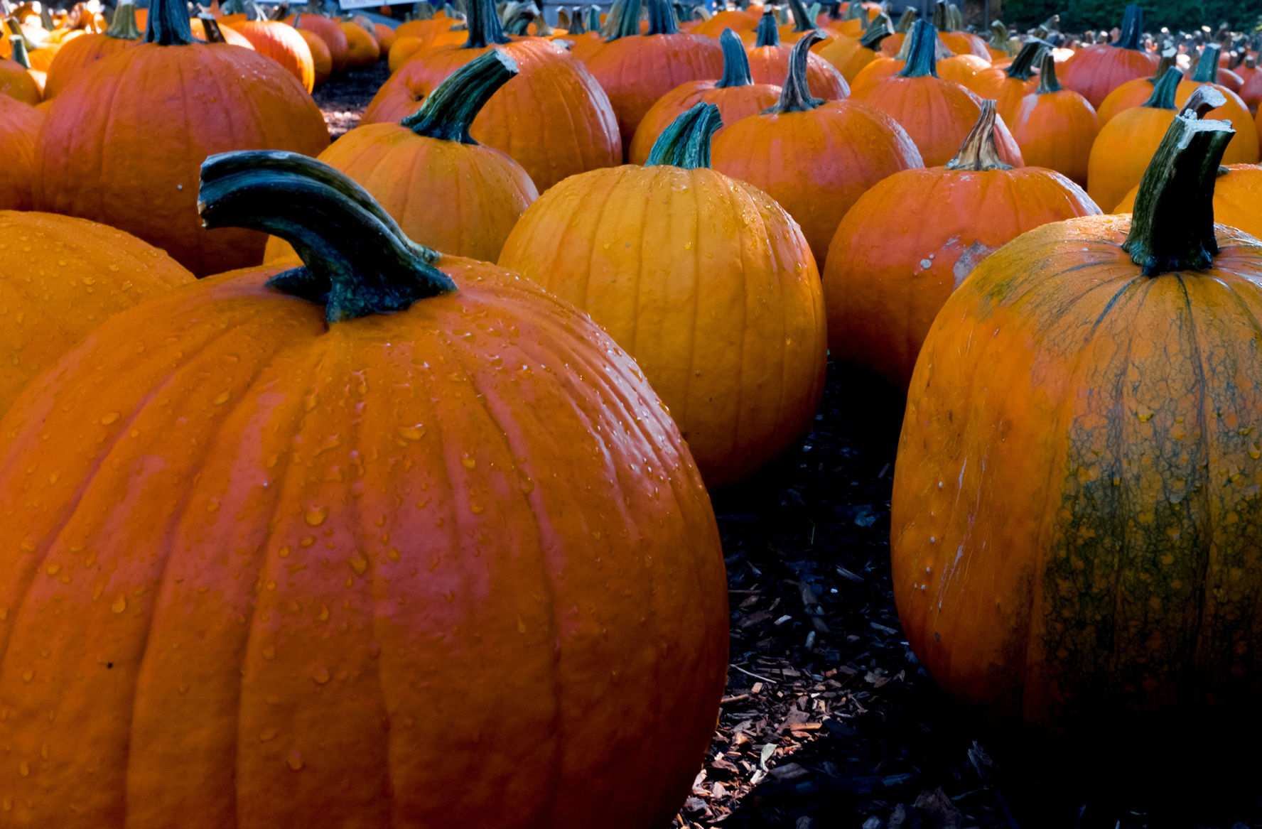 East Texas Pumpkin Patches